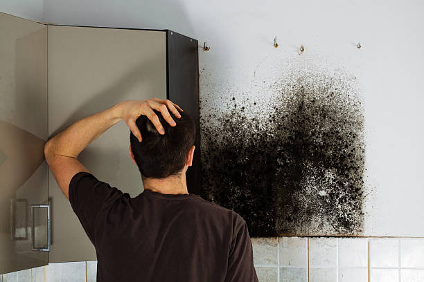 Best White Mold Remediation in Brentwood, MD