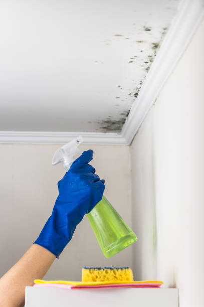 Best Industrial Mold Remediation in Brentwood, MD